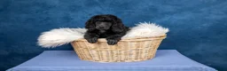 Standard Poodle dogs for sale: Showbred Standard Poodle Puppies - Advert 6