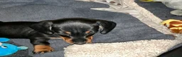 Miniature Dachshund dogs for sale: Kennel club registered pedigree dachshund - Advert 3