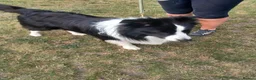 Border Collie dogs for sale: Blue merile boarder collie  stunning puppy in Sutton Coldfield - Advert 5