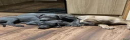 Great Dane dogs for sale: Great Dane puppies - Advert 4