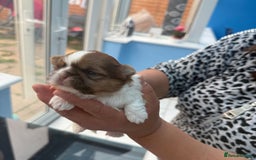 Shih Tzu dogs for sale: Doll face shih tzu tri colour puppy’s  - Image 8