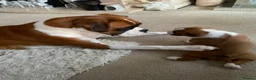 Boxer dogs for sale: Female Boxer Puppy - Advert 6