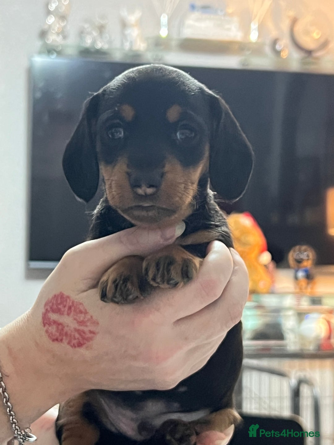 Miniature Dachshund dogs for sale: miniature dachshunds - Advert 3