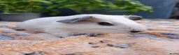 Guinea Pig rodents for sale: Swiss, Cali, Self Black & Smooth Baby Guinea Pigs - Advert 7