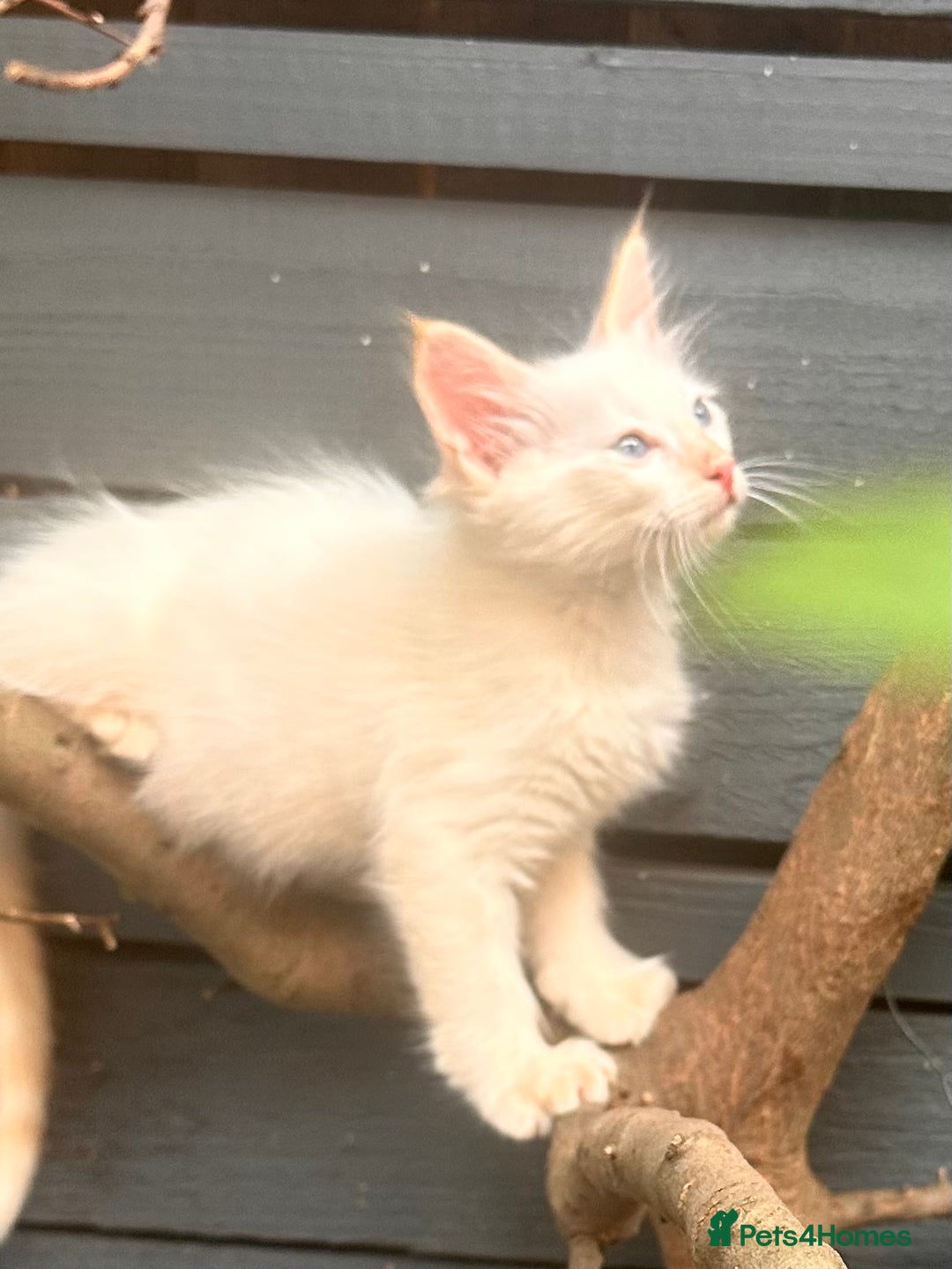Ragdoll cats for sale: Ragdoll kitten  - Image 22