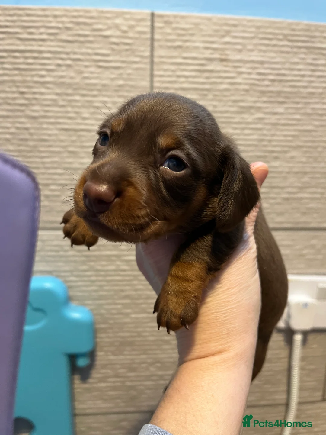 Dachshund dogs for sale: Kc miniature dachshund - Advert 6