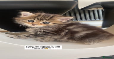 Siberian cats - Advert 5