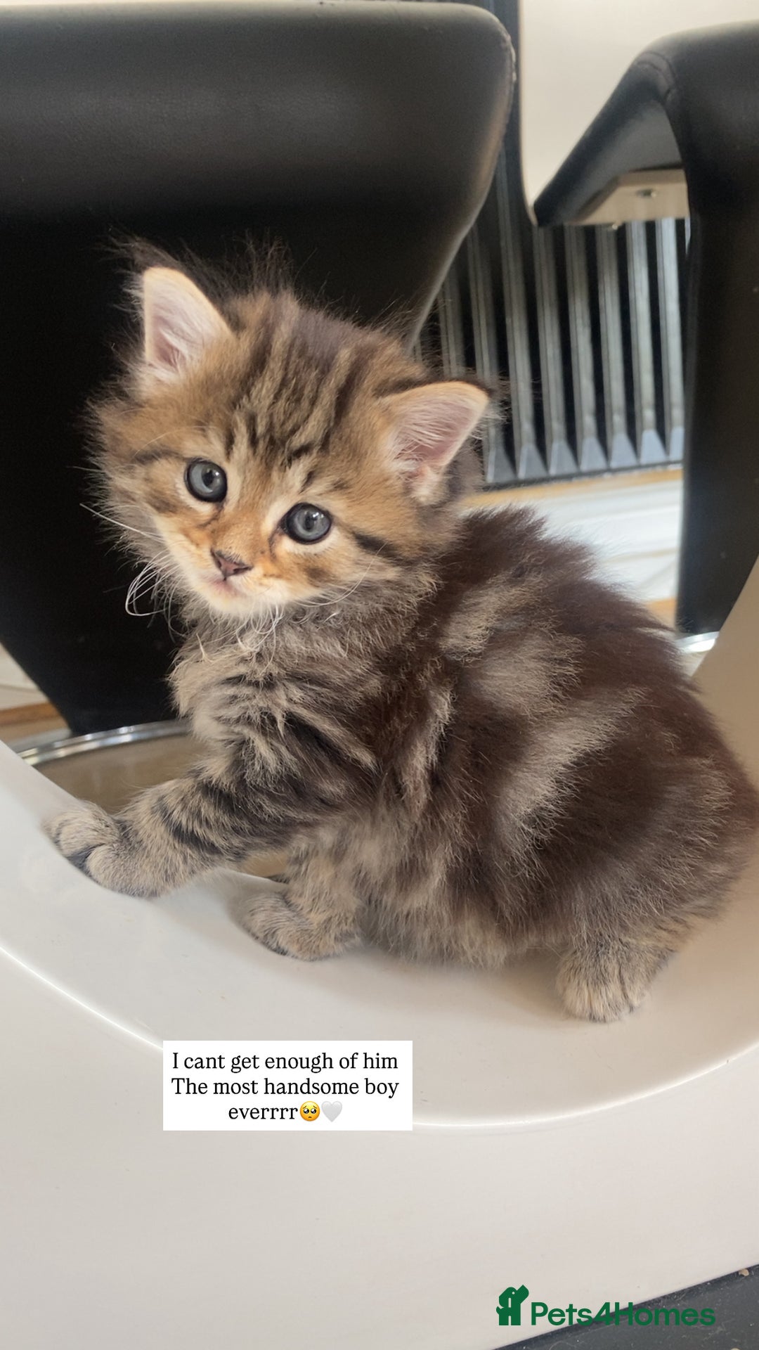 Siberian cats for sale: Beautiful Mixed Kittens-Siberian/Ragdoll/Longhair - Image 2