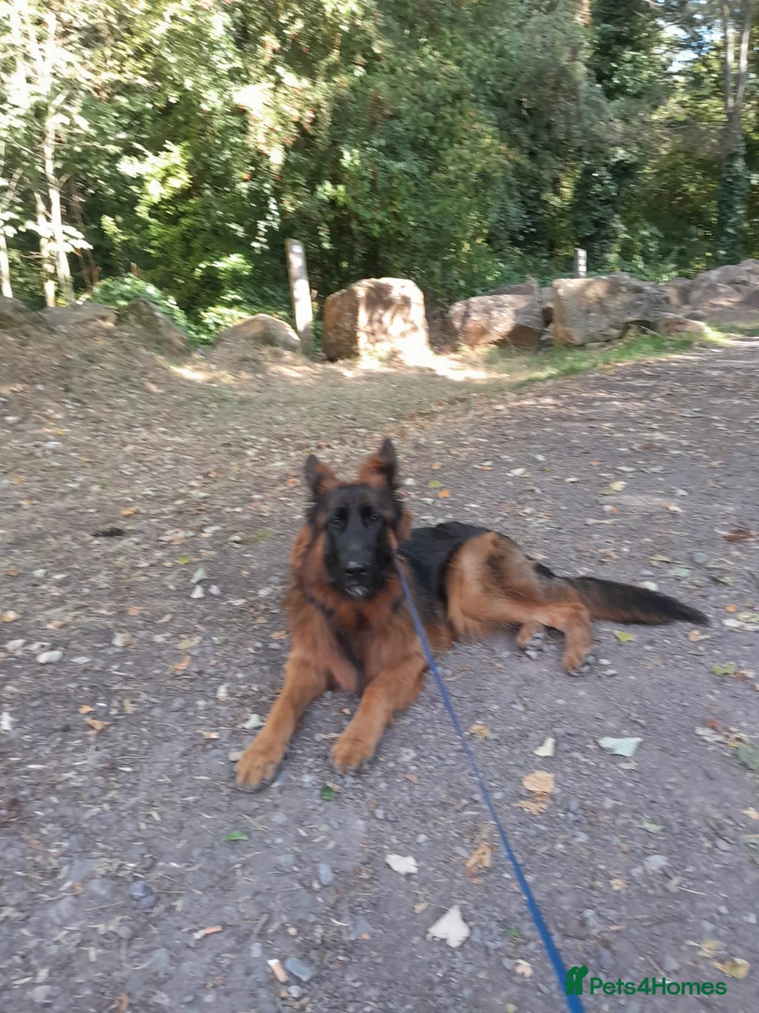 German Shepherd dogs for sale: Beautiful German Shepherd in Wednesbury - Advert 2