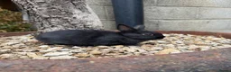Netherland Dwarf rabbits for sale: Three Netherland dwarfs looking for their new home - Advert 6