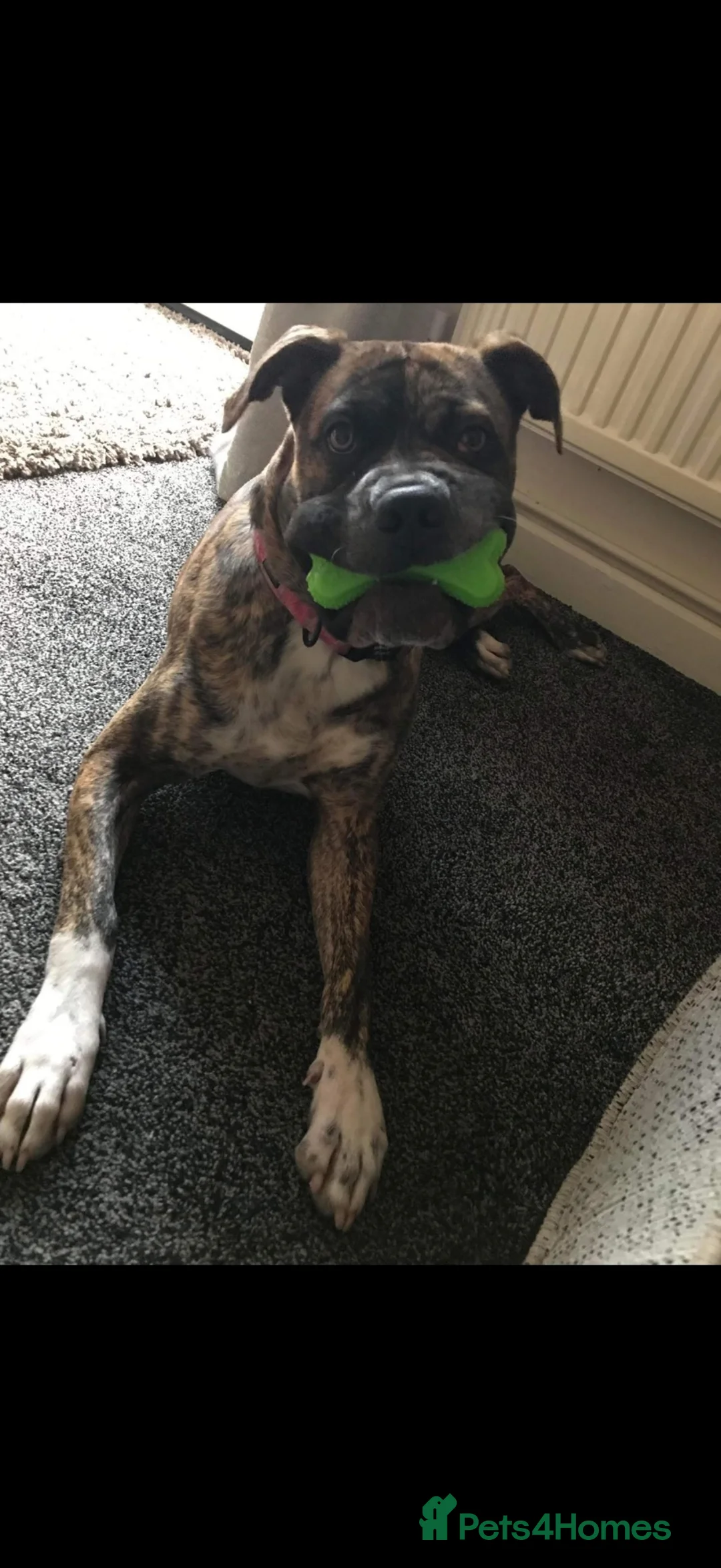 Mixed Breed dogs for sale: 4 year old cane corso cross boxer.  - Advert 2