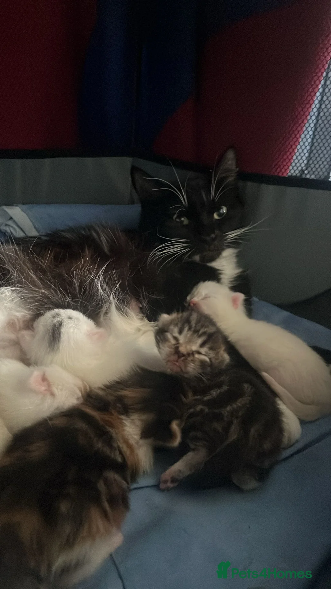 Tibetan cats for sale: Kitten's for sale  - Advert 2