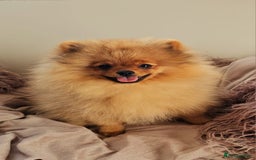 Pomeranian dogs for sale: 6 month old pomeranian  - Image 5