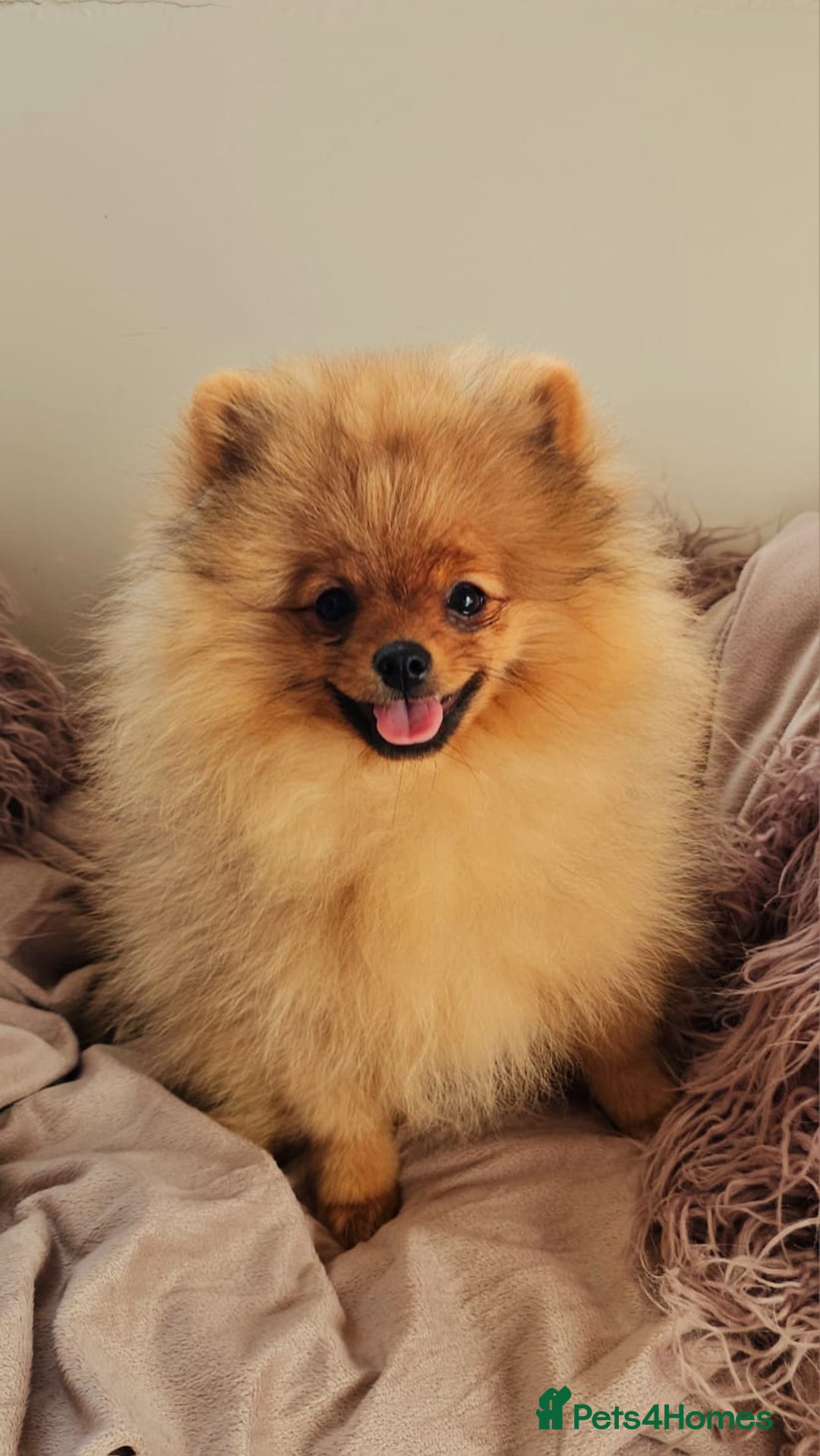 Pomeranian dogs for sale: 6 month old pomeranian  - Image 5