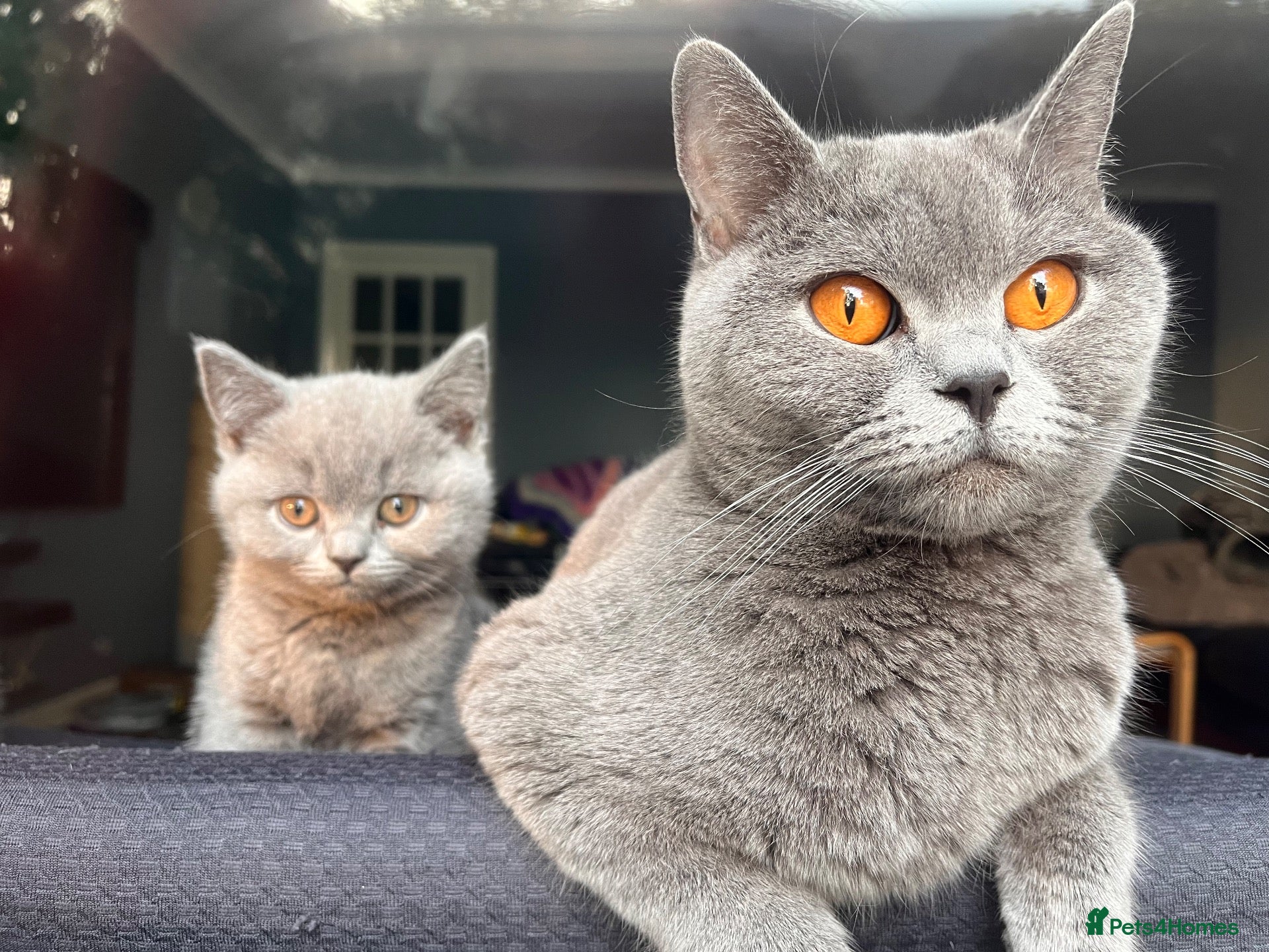 British Shorthair cats Chunky British Shorthair Kittens - Advert 14