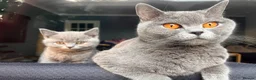 British Shorthair cats for sale: Adorable Chunky British Shorthair Kittens - Advert 1