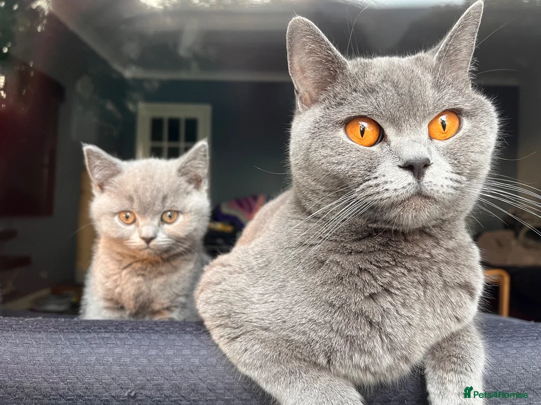 British Shorthair cats for sale: Adorable Chunky British Shorthair Kittens - Advert 1