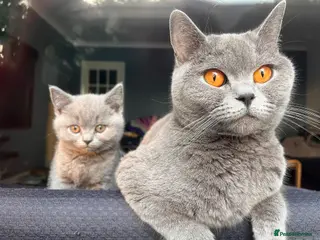 British Shorthair cats Chunky British Shorthair Kittens - Advert 14