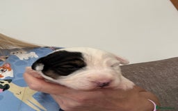 Sealyham Terrier dogs for sale: Stunning Sealyham Terriers  - Image 5