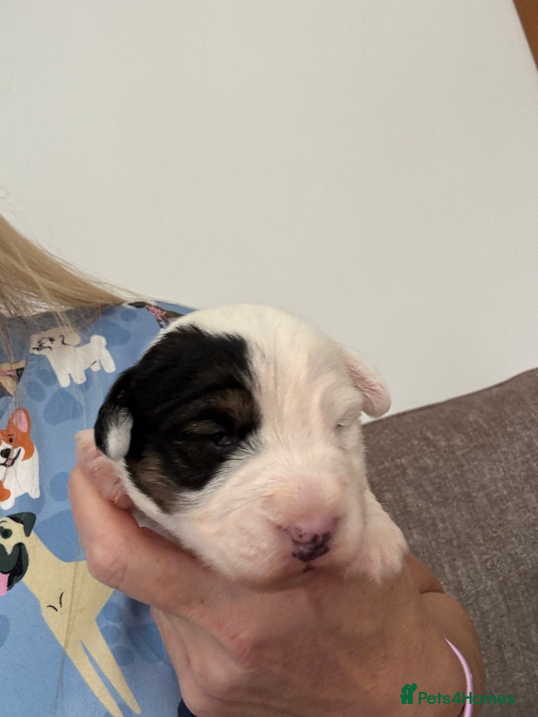 Sealyham Terrier dogs for sale: Stunning Sealyham Terriers  - Image 5