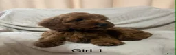 Cockapoo dogs for sale: 5 beautiful cockapoo puppies  - Advert 10
