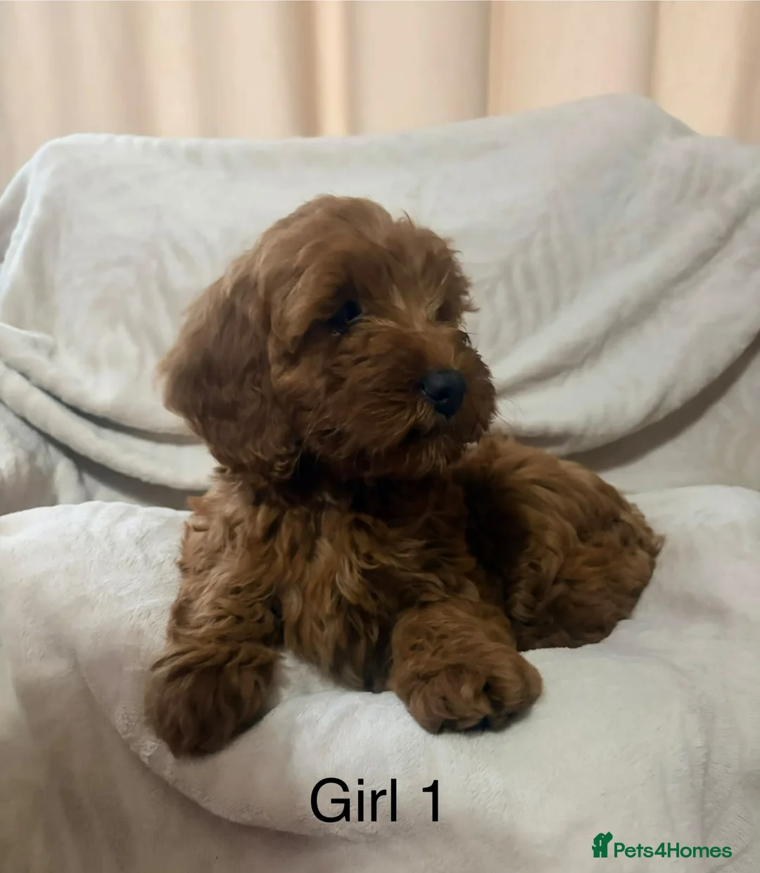 Cockapoo dogs for sale: 5 beautiful cockapoo puppies  - Advert 10