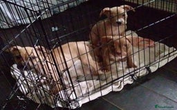 Mixed Breed dogs for sale: 4 beautiful pocket bully/mixed - Image 25