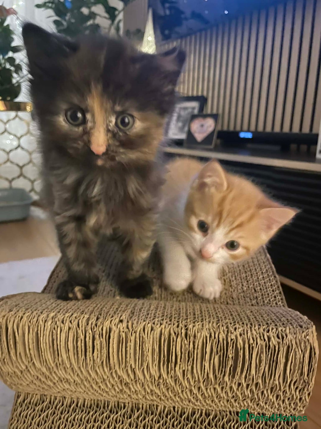 Mixed Breed cats for sale: LaBubu  - Advert 3