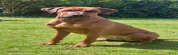 Rhodesian Ridgeback dogs for sale: Looking for new home for Nala - Advert 6