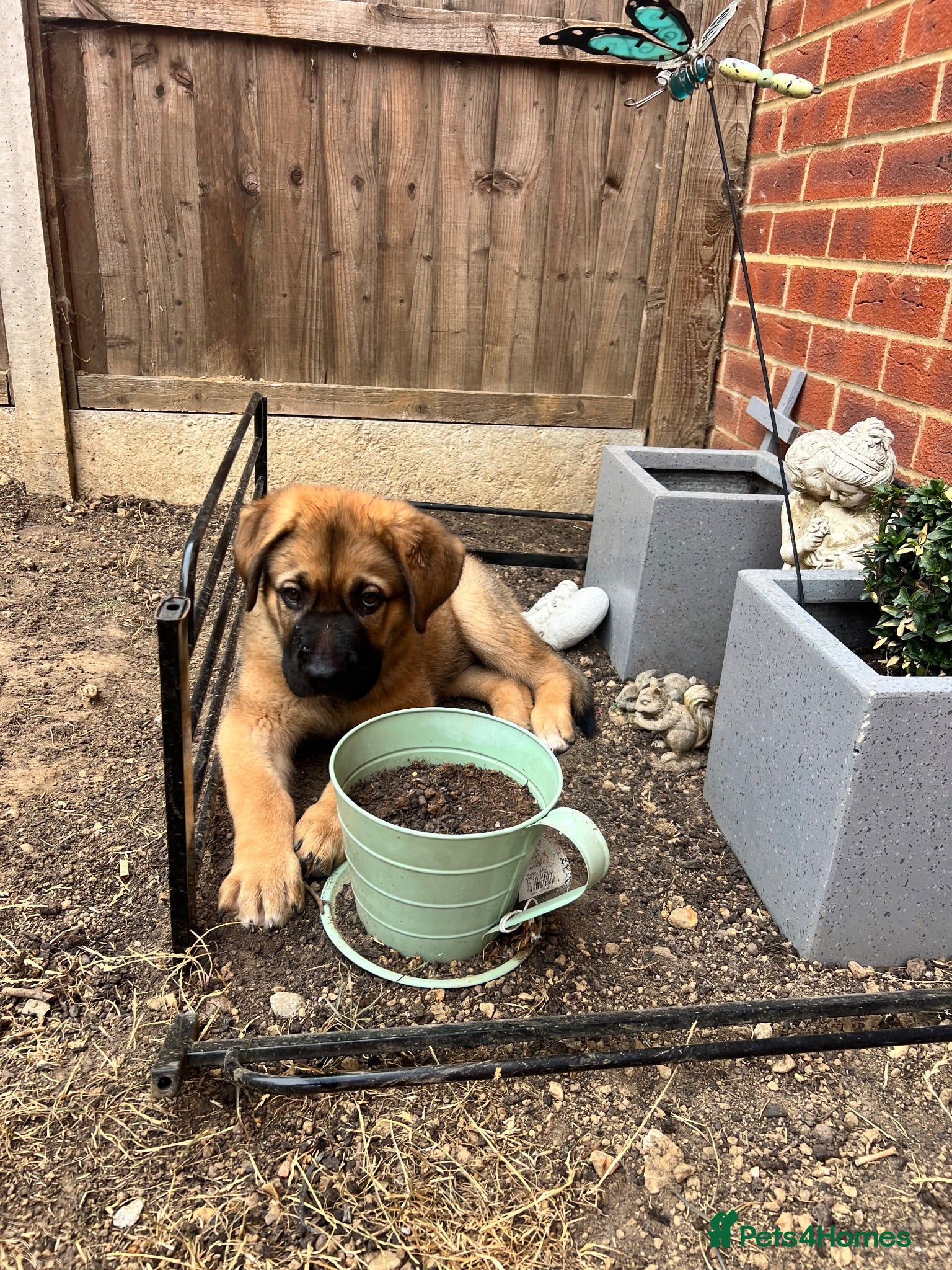 Mixed Breed dogs Douge De Bordeaux X German Shepard's - Advert 2