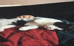 Scottish Fold cats for sale: Very sweet Scottish fold boy  - Image 9