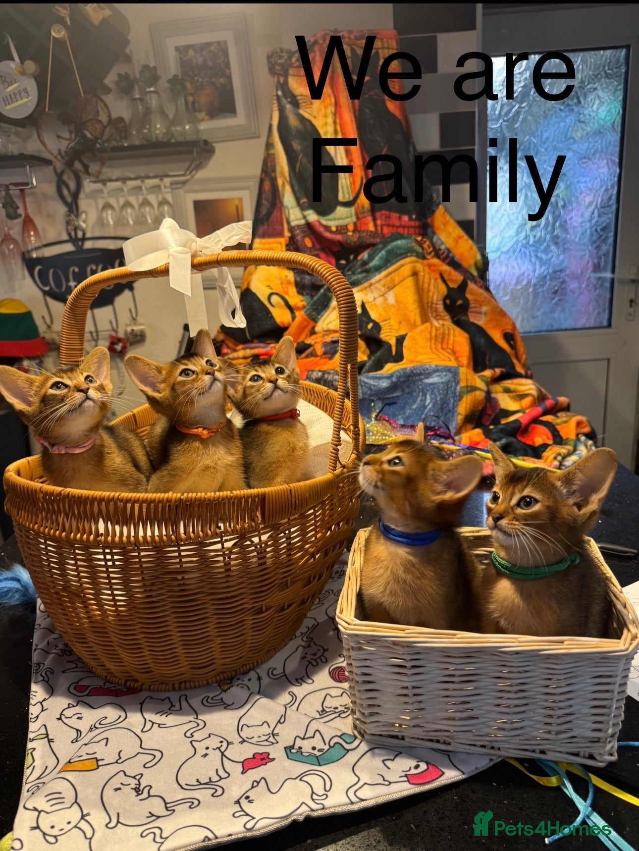 Abyssinian cats Five Abyssinian kittens with lots of love to give - Advert 2