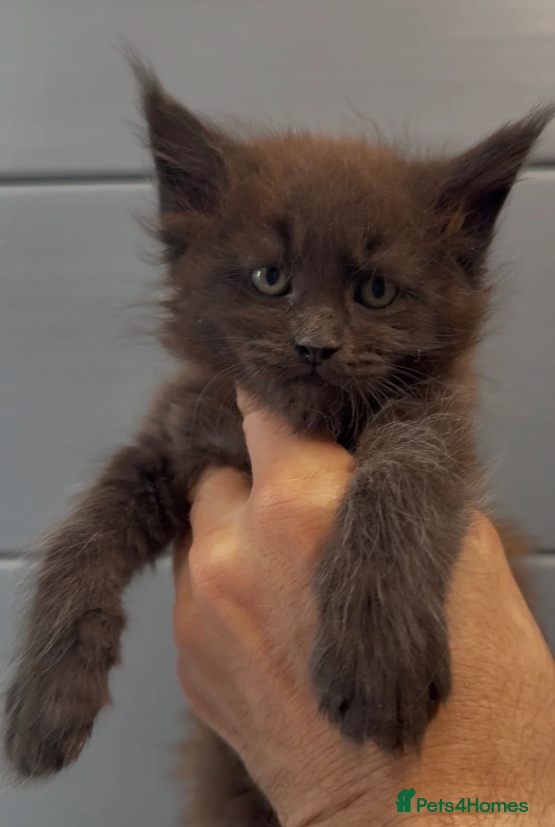 Maine Coon cats for sale: XL black ,tabby maine coon kittens - Advert 10