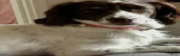 Sprocker dogs for sale: Last of the litter ready now  - Advert 5