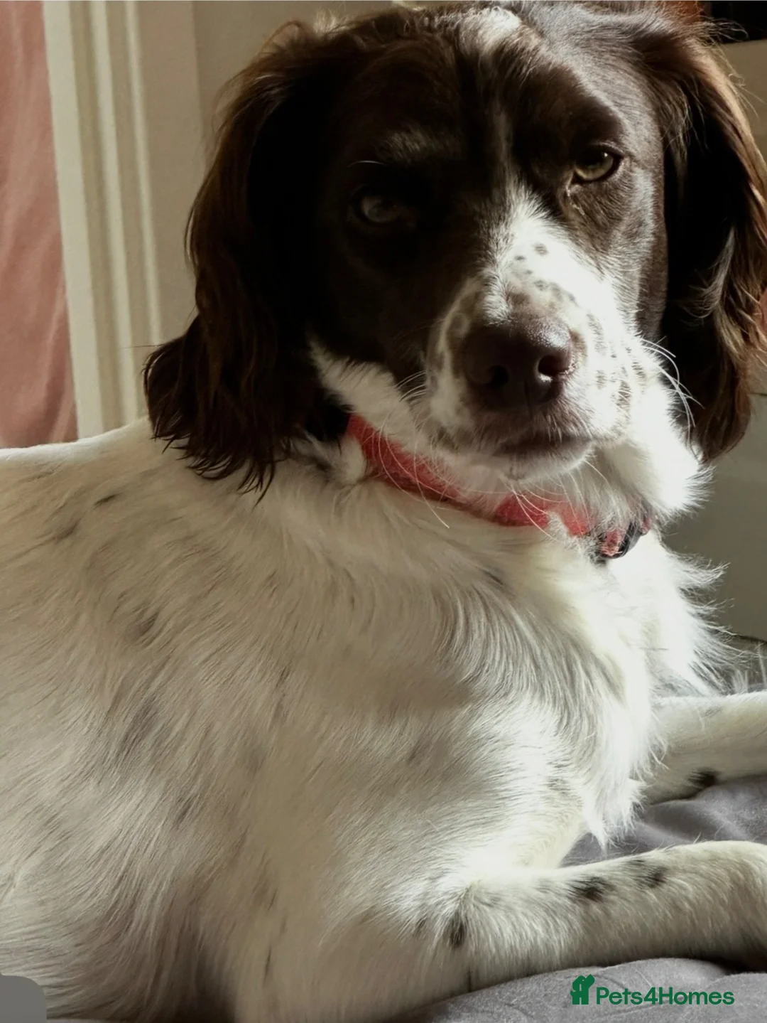 Sprocker dogs for sale: Last of the litter ready now  - Advert 5