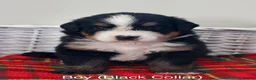 Bernese Mountain Dog dogs for sale: Beautiful Bernese Mountain Dog Puppies - Advert 14