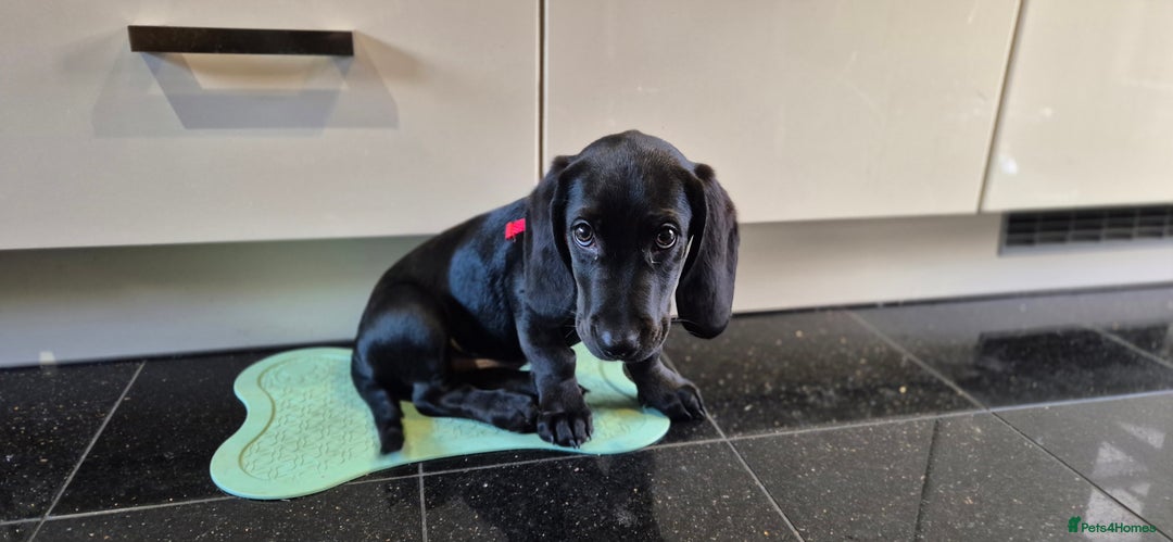 Mixed Breed dogs for sale: Clove - Advert 3