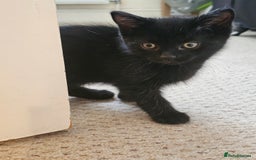 Mixed Breed cats for sale: 3 playful kittens  - Image 9
