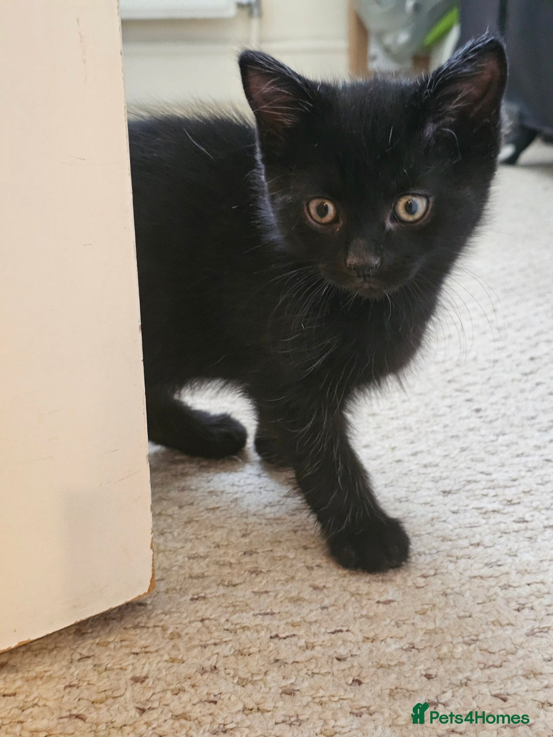 Mixed Breed cats for sale: 3 playful kittens  - Image 9