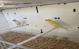 Canaries birds for sale: Rylander canary’s  - Image 3