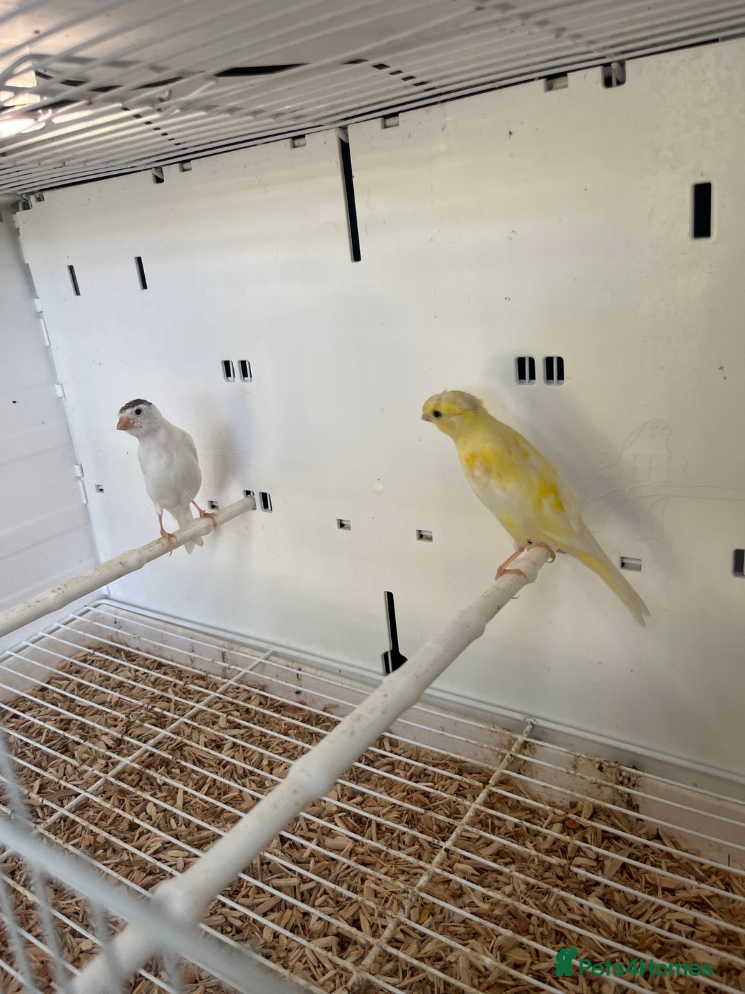 Canaries birds for sale: Rylander canary’s  - Image 3