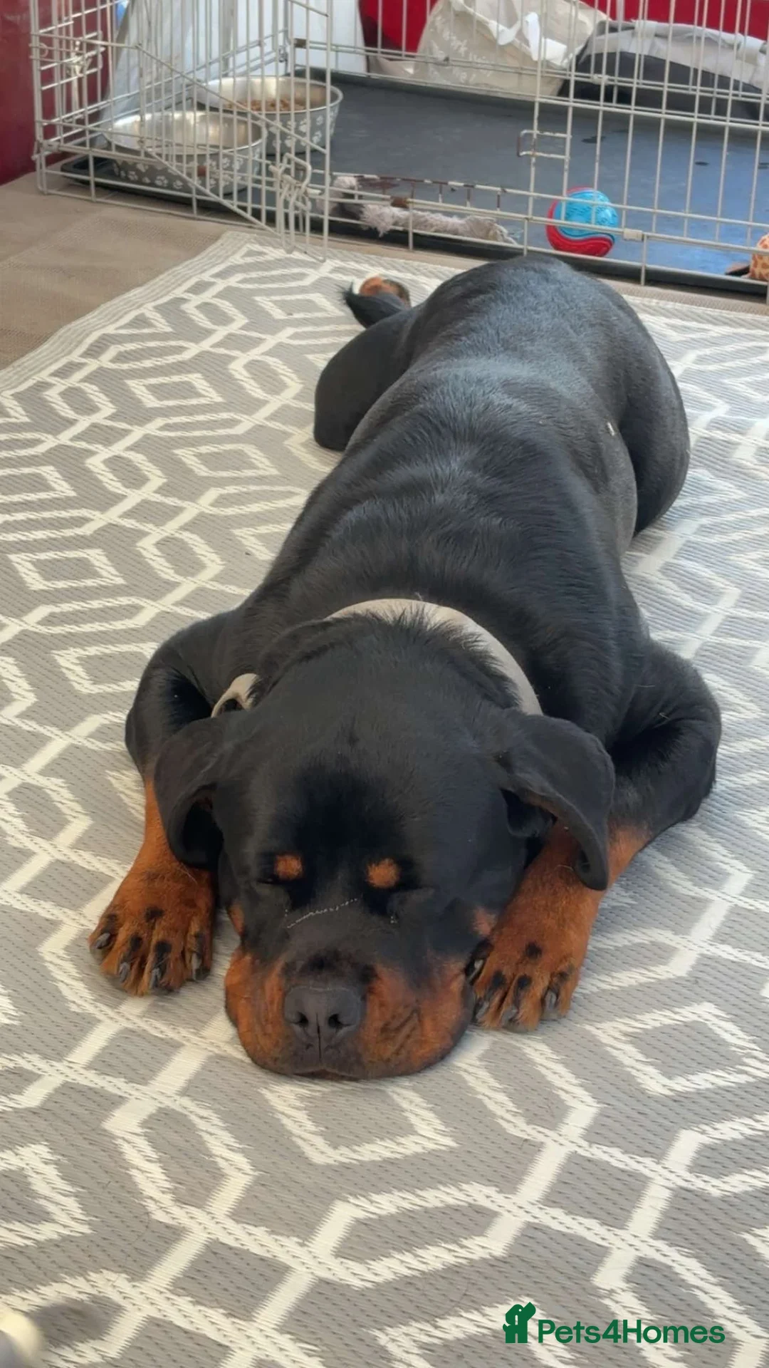 Rottweiler dogs for sale: 🐾 ROTTWEILER LOOKING FOR HIS FOREVER HOME 🐾 - Advert 2