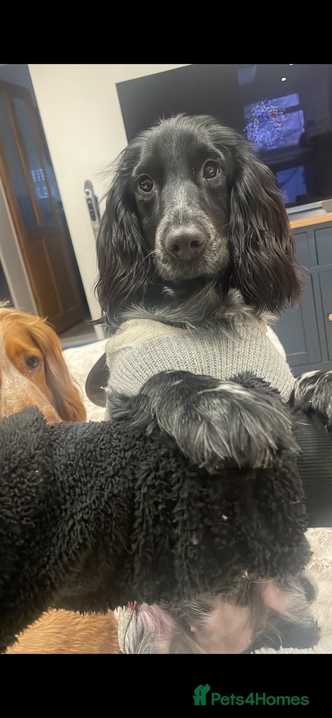 Cockapoo dogs for sale: Female Cockapoo Looking for Forever Home - Image 3