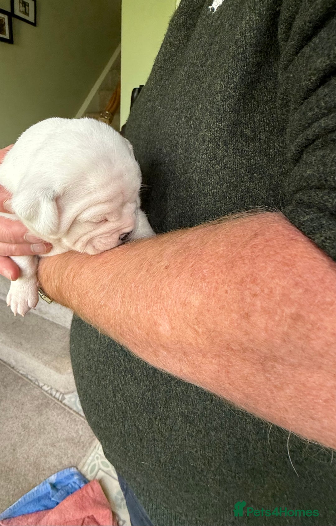 Mixed Breed dogs for sale: Cute Olde English Bulldog & Pug/Frenchie 4 sale - Image 22