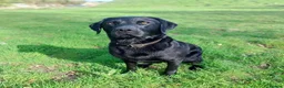 Labrador Retriever dogs for stud: KC registered Labrador retriever  in Chichester - Advert 6