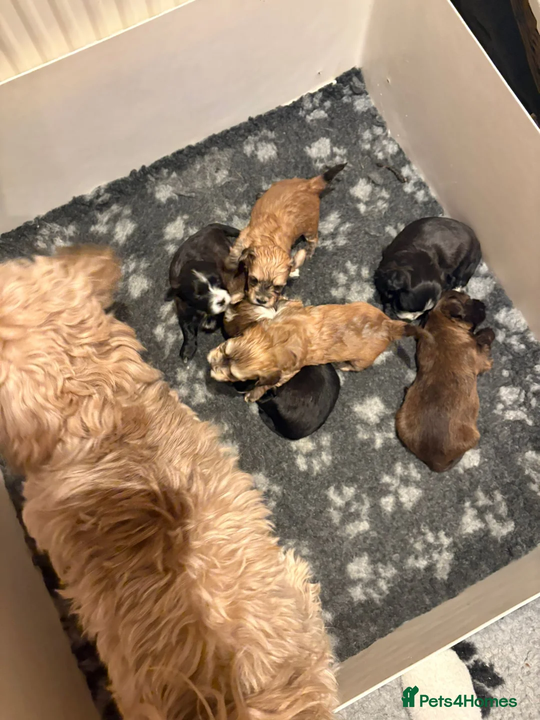 Havanese dogs for sale: Beautiful Havanese puppies - Advert 3