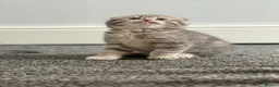 Scottish Fold cats for sale: Scottish Folds/ Straights available  - Advert 4