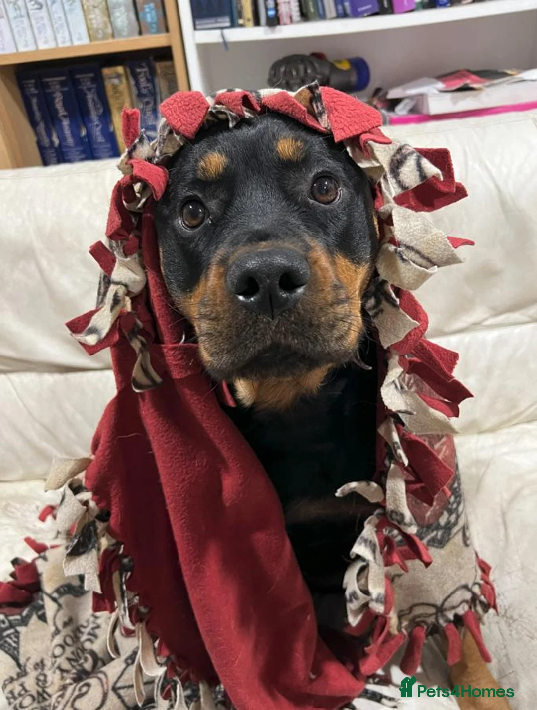 Rottweiler dogs for adoption: SYLVIE 4yr old Rottweiller - Advert 2