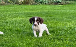 English Springer Spaniel dogs for sale: READY TO GO KC REG ESS PUPPIES - Image 8