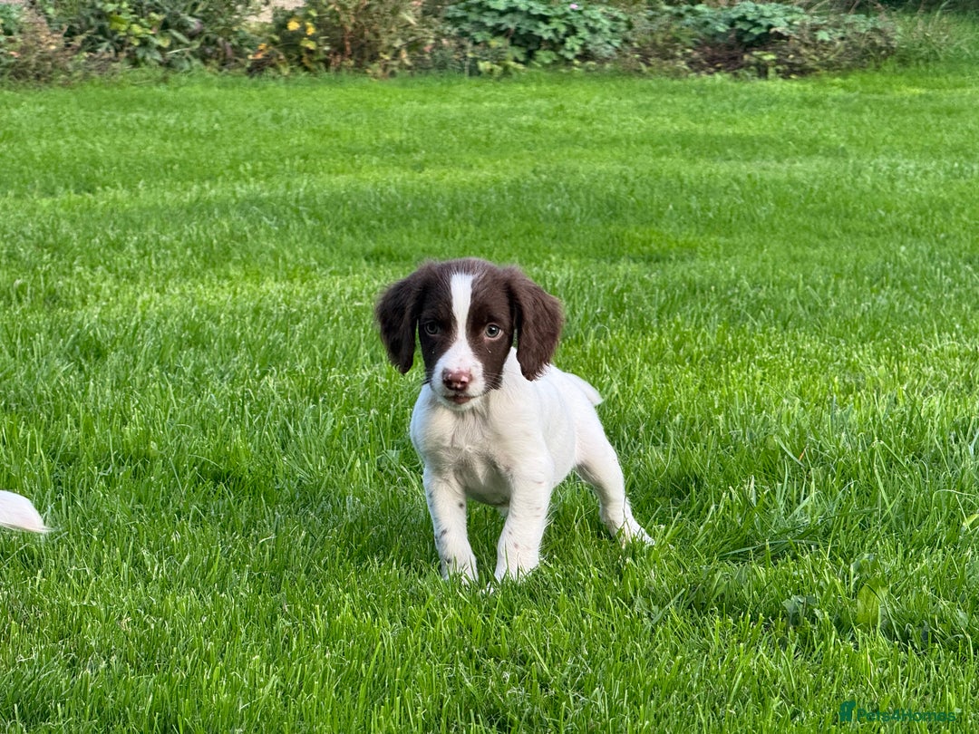 English Springer Spaniel dogs for sale: READY TO GO KC REG ESS PUPPIES - Image 8